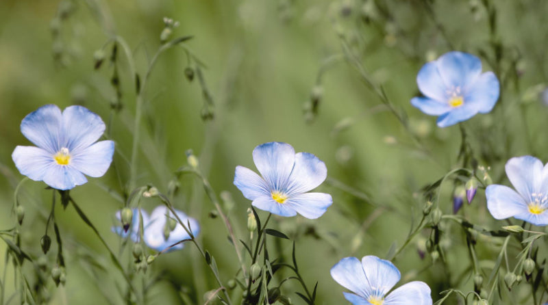 Fleurs de lin