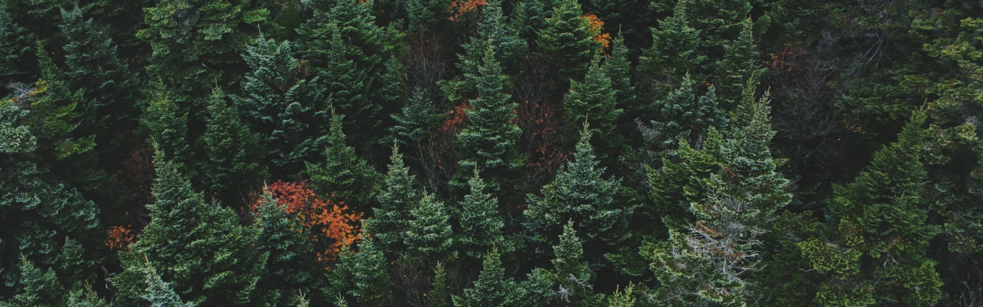 Nouvelle collection - Grand nord