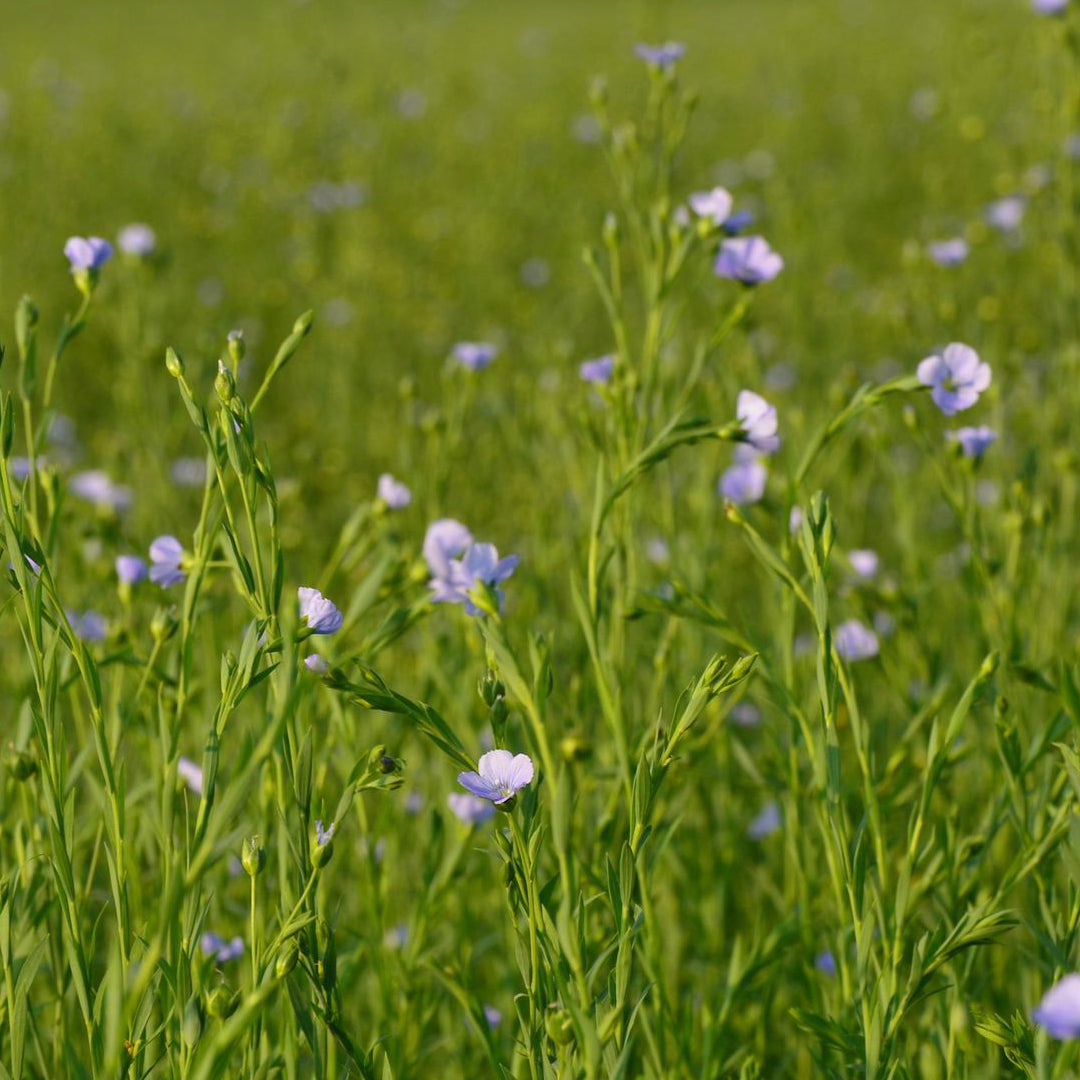 Lin - Le Drap Français